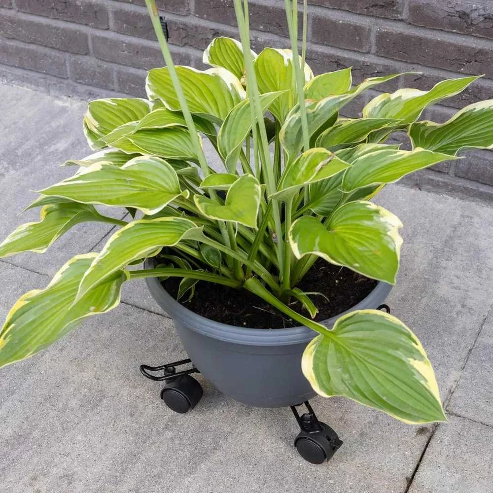 Reguliuojamas gėlių stovas su ratukais, 34,3 - 41,8 cm