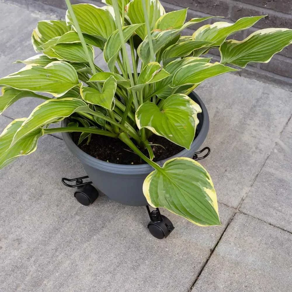 Reguliuojamas gėlių stovas su ratukais, 34,3 - 41,8 cm