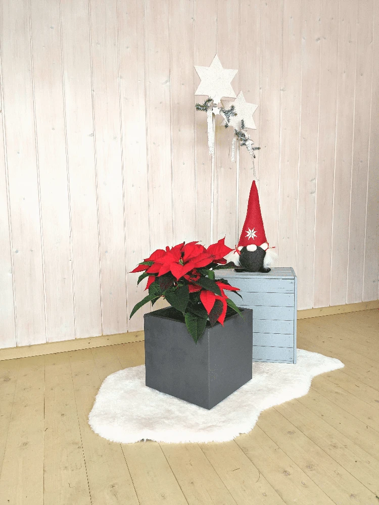 Deroma Vazonas "Antracitas" su vandens rezervuaru, 25 cm