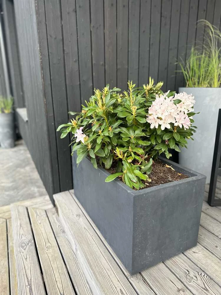 Deroma Vazonas "Antracitas" su vandens rezervuaru, 59 cm