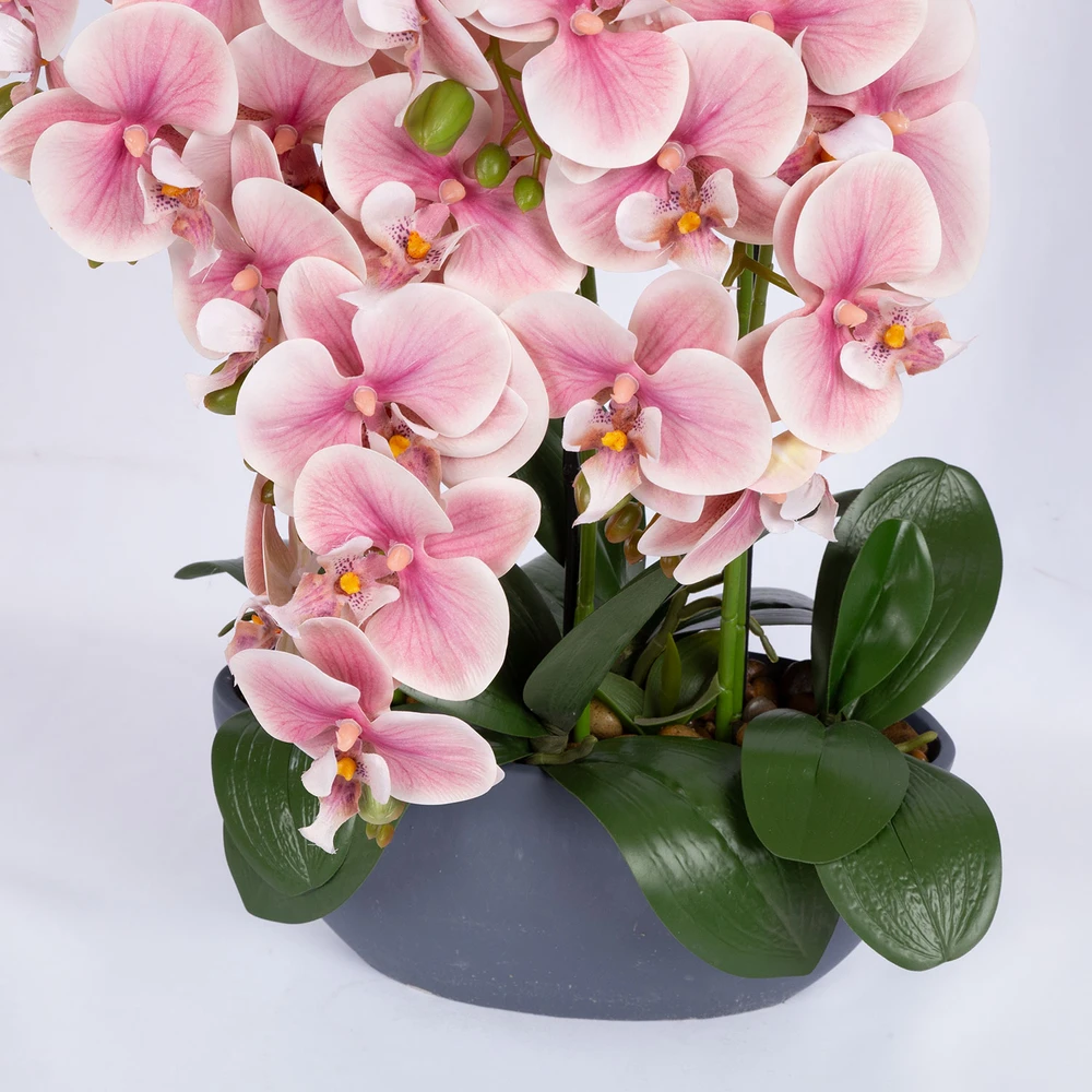 Home4You Rožinė Orchidėja GARDEN QUEEN A64cm, šviesiai rožinė