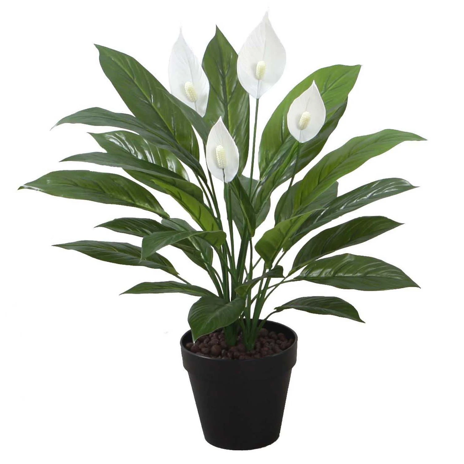 Home4You Žalias augalas SPATHE, aukštis 60 cm, baltos spalvos, juodas vazonas