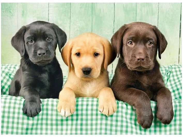 Clementoni dėlionė „Three Labs“ 1000 detalių