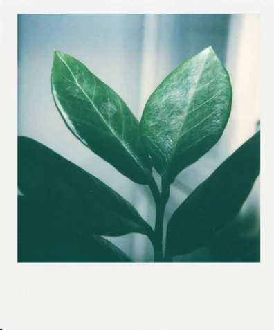 POLAROID ORIGINALS lęšių rinkinys MINT SX-70 LENS SET aprašymas - Prekės nuotrauka