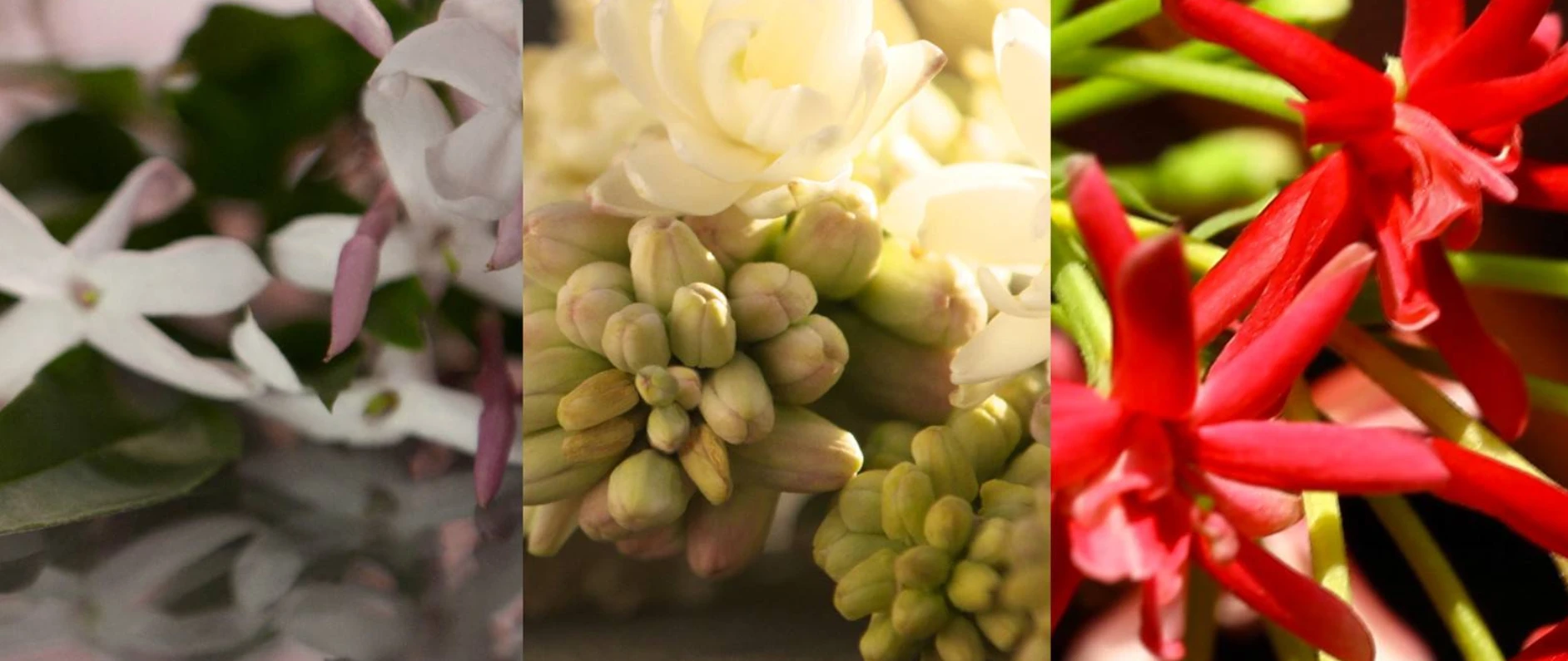 Kvepalų rinkinys moterims Gucci Bloom (EDP 50 ml + parfumuotas kūno losjonas 50 ml) aprašymas - Prekės nuotrauka