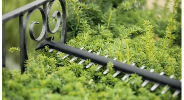 Bosch gyvatvorių žirklės UniversalHedgeCut 18-50, 18V, 1x2,5Ah aprašymas - Prekės nuotrauka Bosch gyvatvorių žirklės UniversalHedgeCut 18-50, 18V, 1x2,5Ah aprašymas - Prekės nuotrauka
