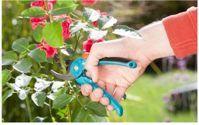 Sodo sekatorius Gardena B/S-M 8857-20 (967048001) aprašymas - Prekės nuotrauka