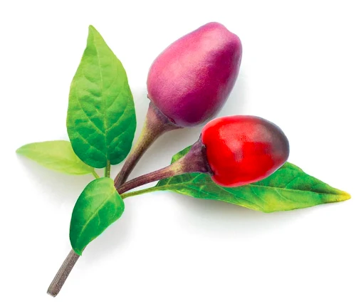 Click & Grow sėklos išmaniajam vazonui - Violetiniai čili pipirai (SGR46X3) 3vnt. aprašymas - Prekės nuotrauka