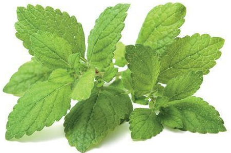 Click and Grow 3 vnt. papildymas - vaistinės melisos sėklos (lemon balm) aprašymas - Prekės nuotrauka