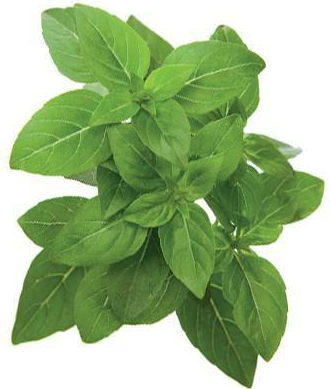 Click and Grow 3 vnt. papildymas - nykštukinio baziliko sėklos (Dwarf basil) aprašymas - Prekės nuotrauka