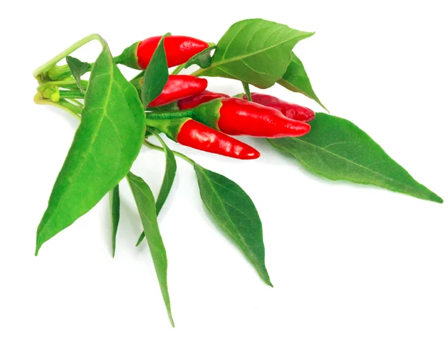 Click & Grow sėklos išmaniajam vazonui - Piri Piri čili pipirai (SGR67X3) 3vnt. aprašymas - Prekės nuotrauka