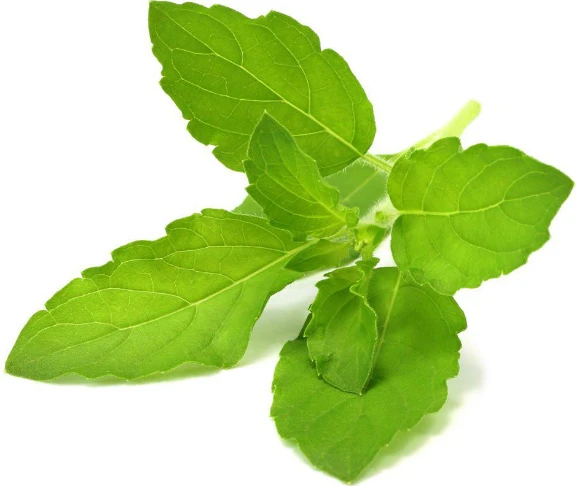 Click & Grow sėklos išmaniajam vazonui - Bazilikas (Holy Basil) 3vnt. aprašymas - Prekės nuotrauka