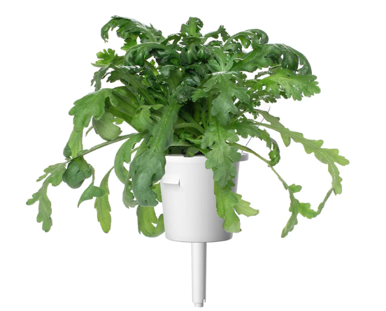 Click And Grow Click & Grow sėklos išmaniajam vazonui - Vainikinė skaistažiedė (SGR81X3) 3vnt. aprašymas - Prekės nuotrauka