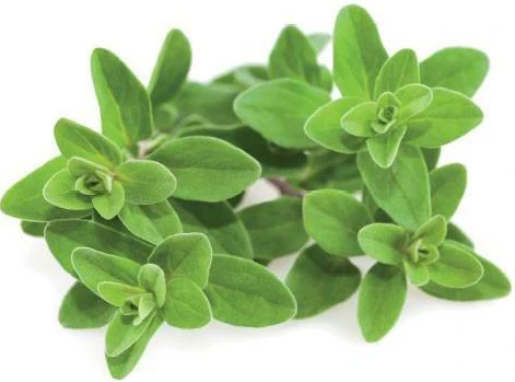 Click & Grow sėklos išmaniajam vazonui - Mairūnas, 3vnt. aprašymas - Prekės nuotrauka