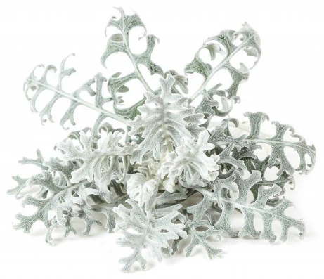 Click & Grow sėklos išmaniajam vazonui - Pilkšvalapė žilė (Dusty Miller), 3 vnt. aprašymas - Prekės nuotrauka