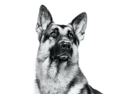 Royal Canin Maxi Adult Sausas Maistas šunims, 4kg aprašymas - Prekės nuotrauka