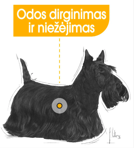 Royal Canin Mini Dermacomfort Sausas Maistas šunims, 8kg aprašymas - Prekės nuotrauka