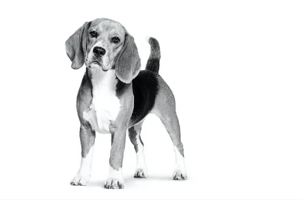 Royal Canin Beagle Adult Sausas Maistas šunims, 3kg aprašymas - Prekės nuotrauka