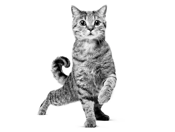 Royal Canin FHN Cat Light Weight Care 8kg aprašymas - Prekės nuotrauka