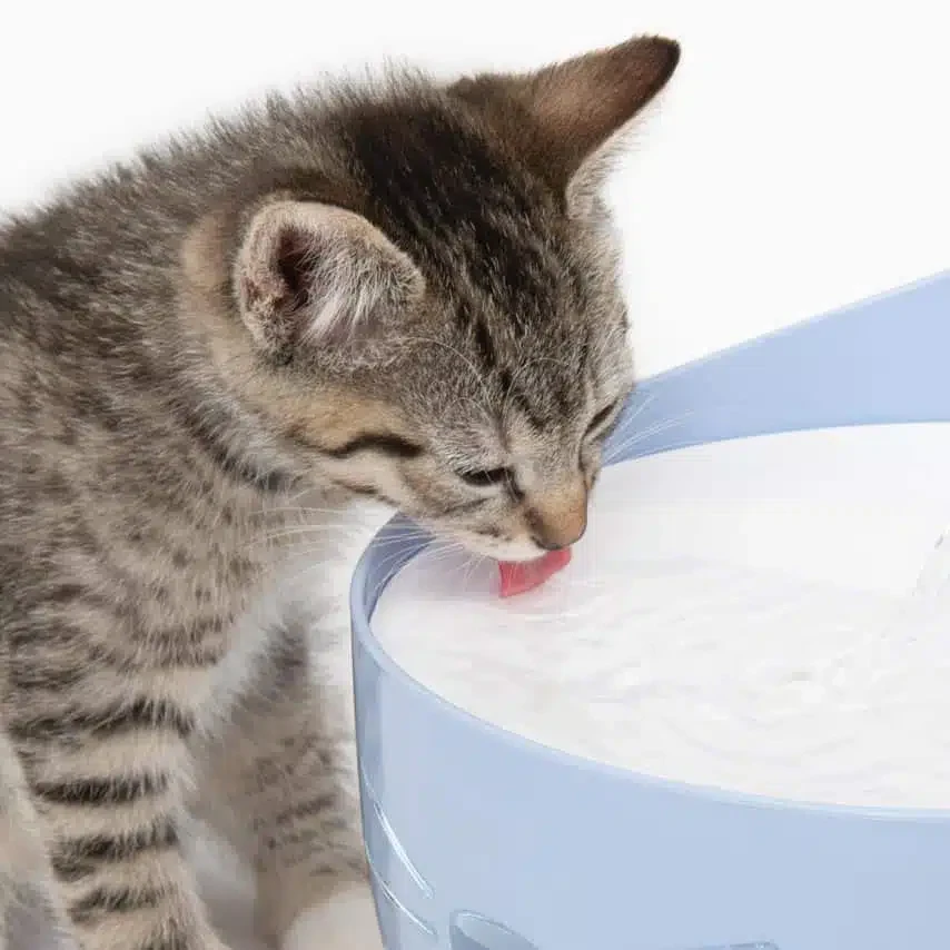 Catit Pixi išmanusis vandens fontanas, katėms, 2 l | žalios spalvos aprašymas - Prekės nuotrauka